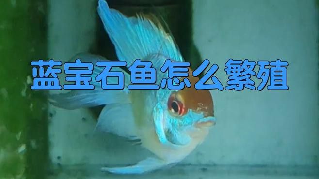 藍寶石金龍魚好養嗎怎么養