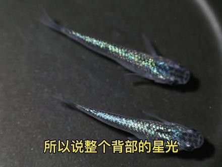 藍寶石金龍魚好養嗎怎么養