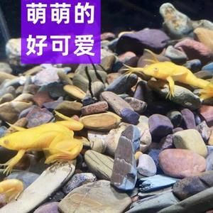 龍魚飼料哪個牌子好用又便宜（好用又便宜的龍魚飼料品牌）