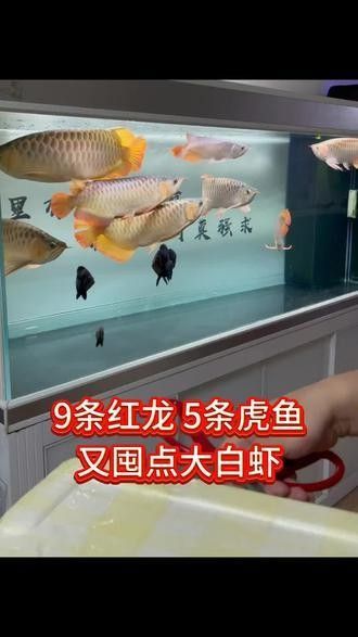 龍魚能和虎魚混養嗎圖片欣賞