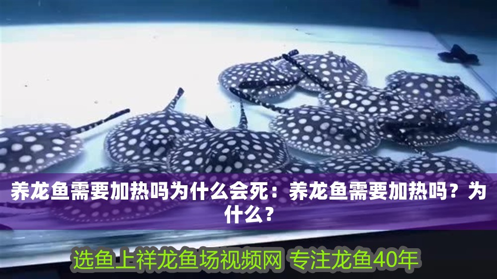 養龍魚需要加熱嗎為什么會死：養龍魚需要加熱嗎？為什么？