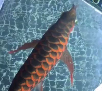 什么品種的龍魚最兇猛：被認為是最兇猛的龍魚品種