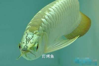 金龍魚金頭過背會返垢嗎：金龍魚金頭過背會導致返垢嗎