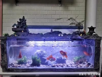 紅龍魚好不好吃呀怎么看圖解（紅龍魚好不好吃呀怎么看圖解視頻）