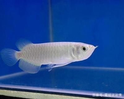 龍魚什么最貴最好養(yǎng)：最貴和最好養(yǎng)的龍魚品種