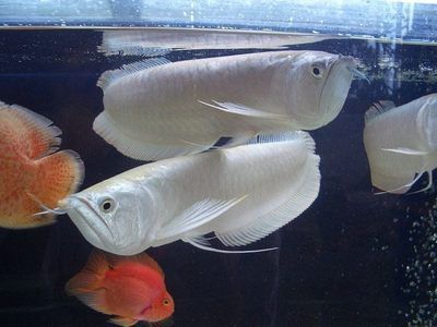 龍魚什么最貴最好養(yǎng)：最貴和最好養(yǎng)的龍魚品種