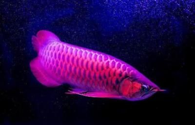 龍魚什么最貴最好養(yǎng)：最貴和最好養(yǎng)的龍魚品種