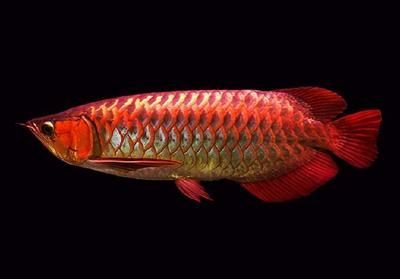 龍魚什么最貴最好養(yǎng)：最貴和最好養(yǎng)的龍魚品種