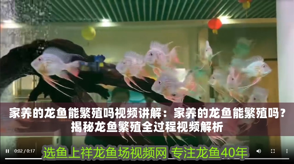 家養的龍魚能繁殖嗎視頻講解：家養的龍魚能繁殖嗎？揭秘龍魚繁殖全過程視頻解析