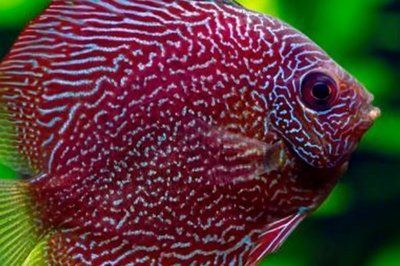 紅龍魚缸放沉木好嗎：紅龍魚缸放沉木好嗎紅龍魚缸放沉木好嗎