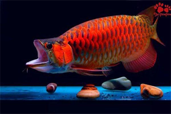 如何判斷龜增色龍魚是否健康？