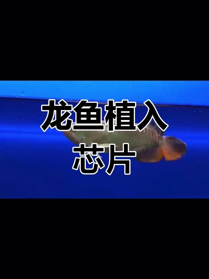 龍魚芯片植入費用是多少？
