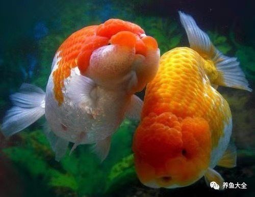 紅龍魚F3和F4的壽命有區別嗎？