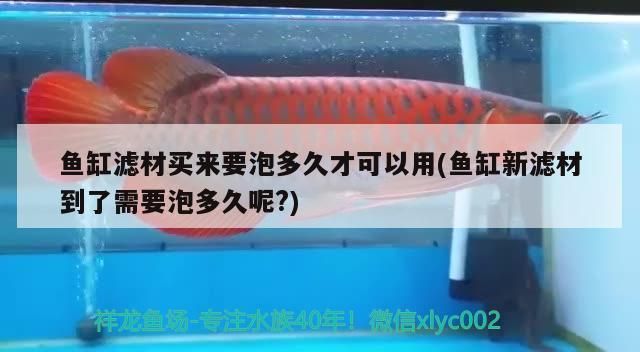 金龍魚混養視頻大全下載免費觀看：金龍混養的最佳底層魚