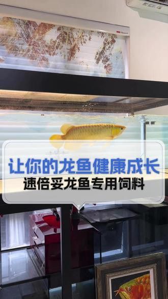 小恐龍魚吃什么長得快點 小恐龍魚吃什么長得快點 龍魚百科 第6張
