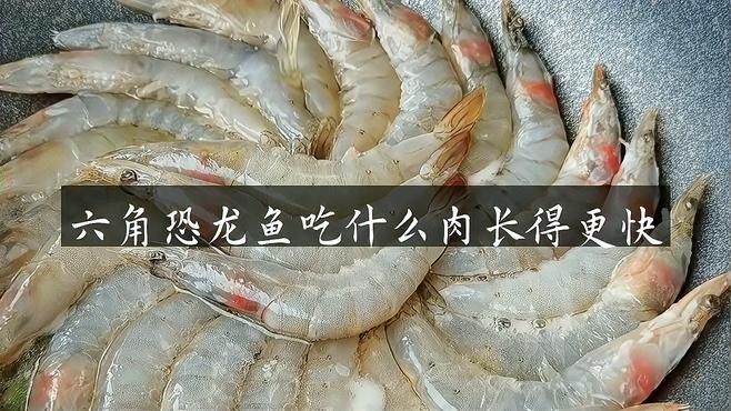 小恐龍魚吃什么長得快點 小恐龍魚吃什么長得快點 龍魚百科 第5張