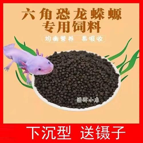 小恐龍魚吃什么長得快點 龍魚百科 第10張 小恐龍魚吃什么長得快點 小恐龍魚吃什么長得快點 龍魚百科 第10張