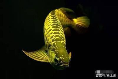 龍魚能吃蜈蚣嗎有毒嗎：龍魚可以吃蜈蚣嗎？