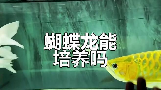 龍魚能和蝴蝶錦鯉混養嗎