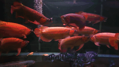 如何設置紅金龍魚動態壁紙？