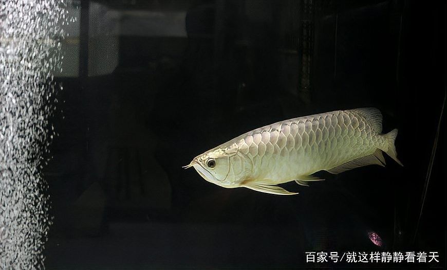 銀龍魚被鸚鵡魚欺負死了