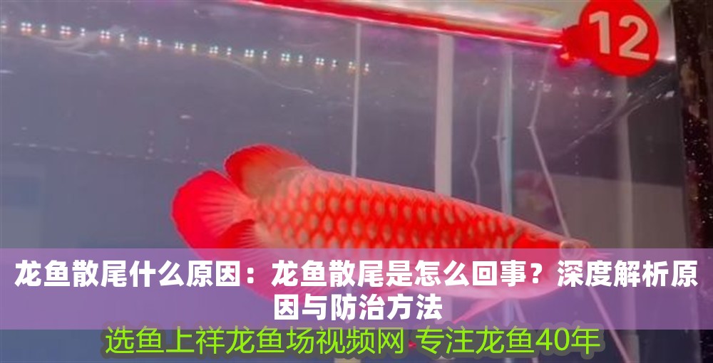 龍魚散尾什么原因：龍魚散尾是怎么回事？深度解析原因與防治方法