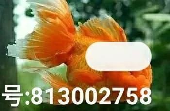 金老虎魚又叫什么魚