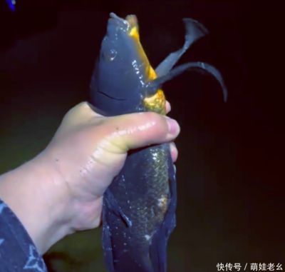銀龍魚(yú)鰭發(fā)黑說(shuō)說(shuō)所有原因（銀龍魚(yú)鰭發(fā)黑可能由哪些因素引起？）