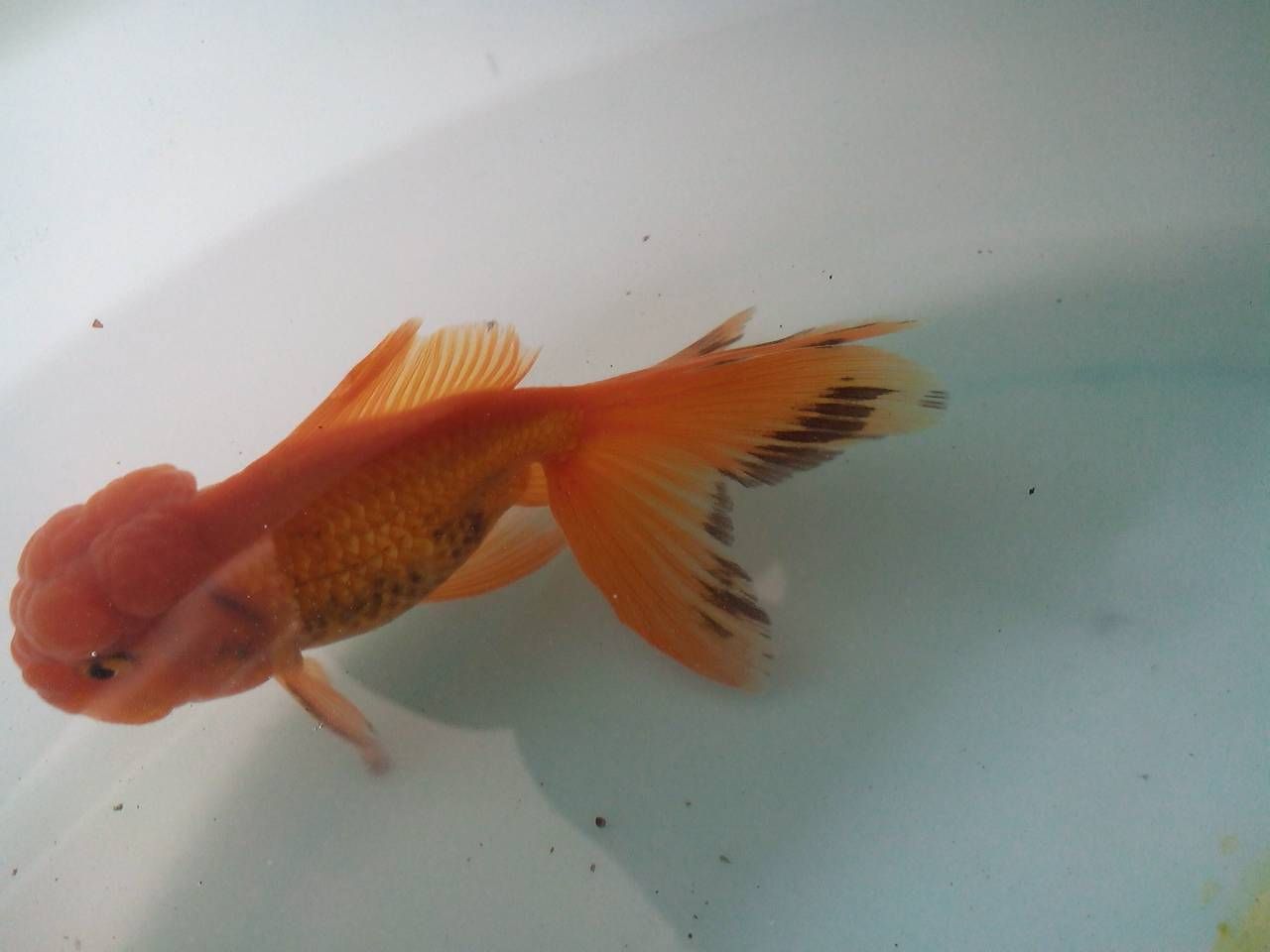 銀龍魚(yú)鰭發(fā)黑說(shuō)說(shuō)所有原因（銀龍魚(yú)鰭發(fā)黑可能由哪些因素引起？）
