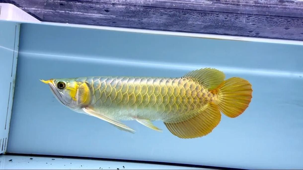 龍魚各部位圖片介紹