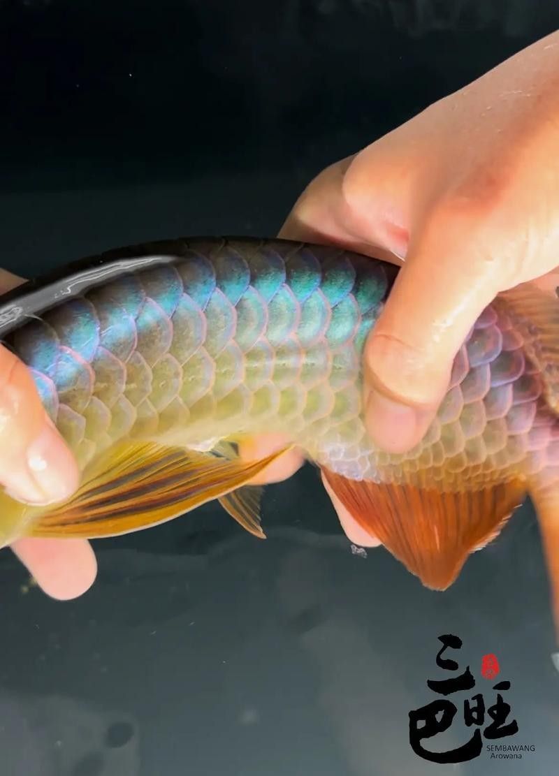 龍魚各部位圖片介紹