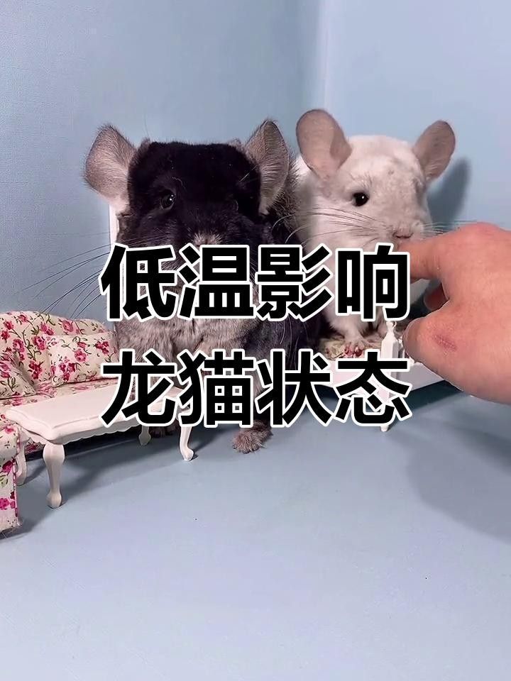 龍貓在低溫下會怎樣？