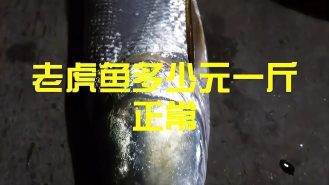 老虎魚多少元一斤正常