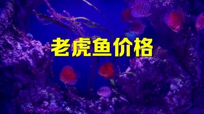 老虎魚多少元一斤正常