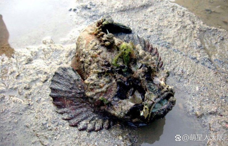老虎魚多少元一斤正常