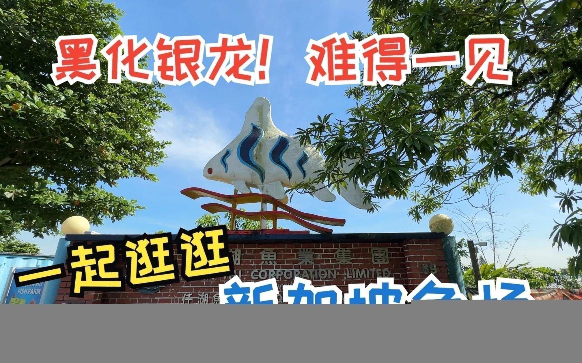 古典金龍和普通金龍哪個更好養(yǎng)？