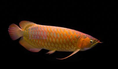 龍魚的藥可以給其他魚用嗎有毒嗎：龍魚專用藥物的成分解析