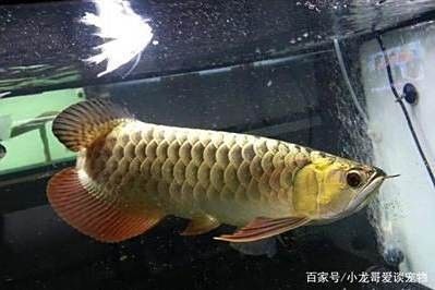 金頭金龍魚發色需要多長時間？