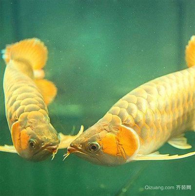 龍魚對水溫的要求：龍魚發色最佳飼料品牌，龍魚吃什么最好增色