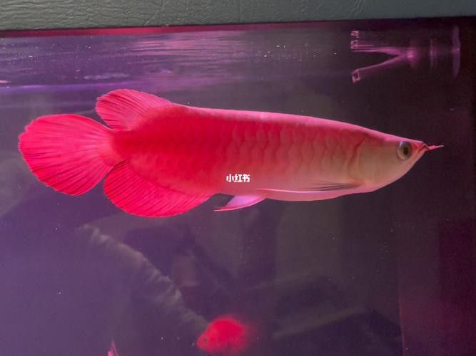 給我一張紅龍魚幼崽的照片