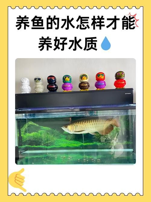 混養龍魚怎么才不打架