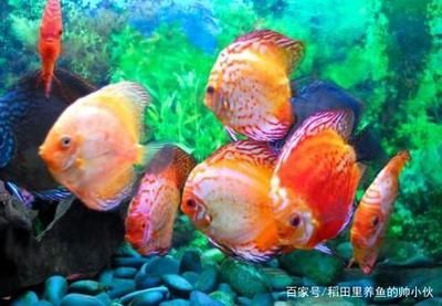 龍魚有天敵嗎？：探討龍魚是否有天敵之前需要明確什么是龍魚的天敵