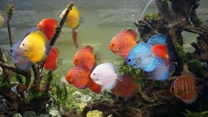 慈雕魚批發