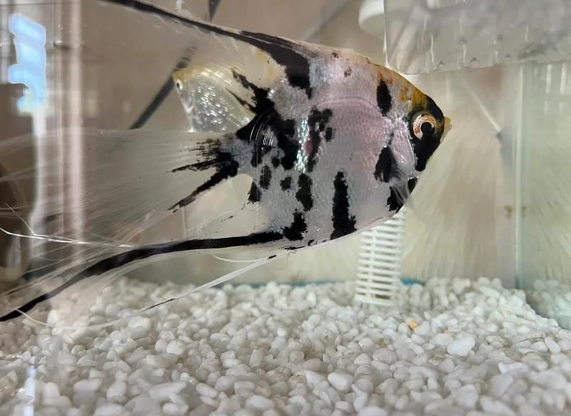 龍魚鰓蓋撞傷后應該如何緊急處理？