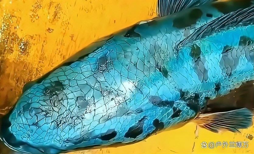 黑龍魚價格多少錢一只