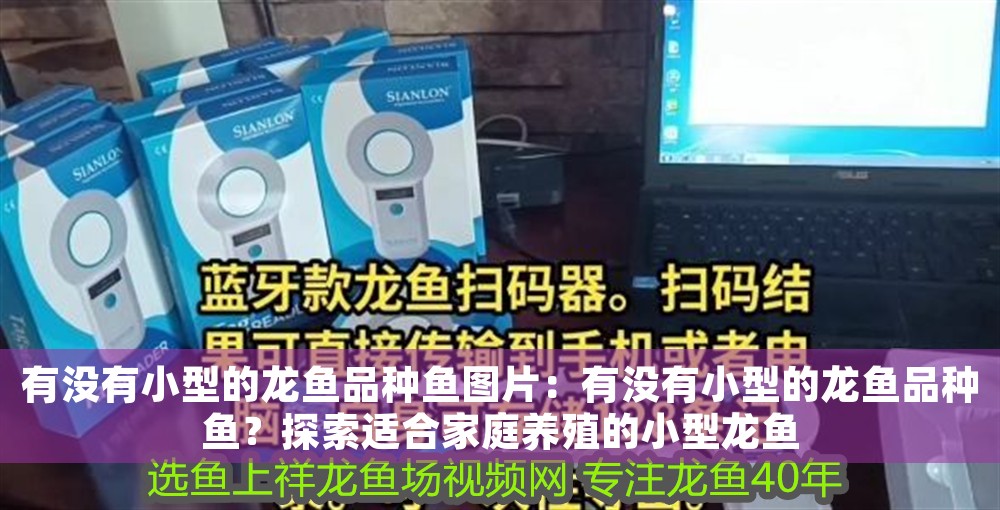 有沒有小型的龍魚品種魚圖片：有沒有小型的龍魚品種魚？探索適合家庭養(yǎng)殖的小型龍魚