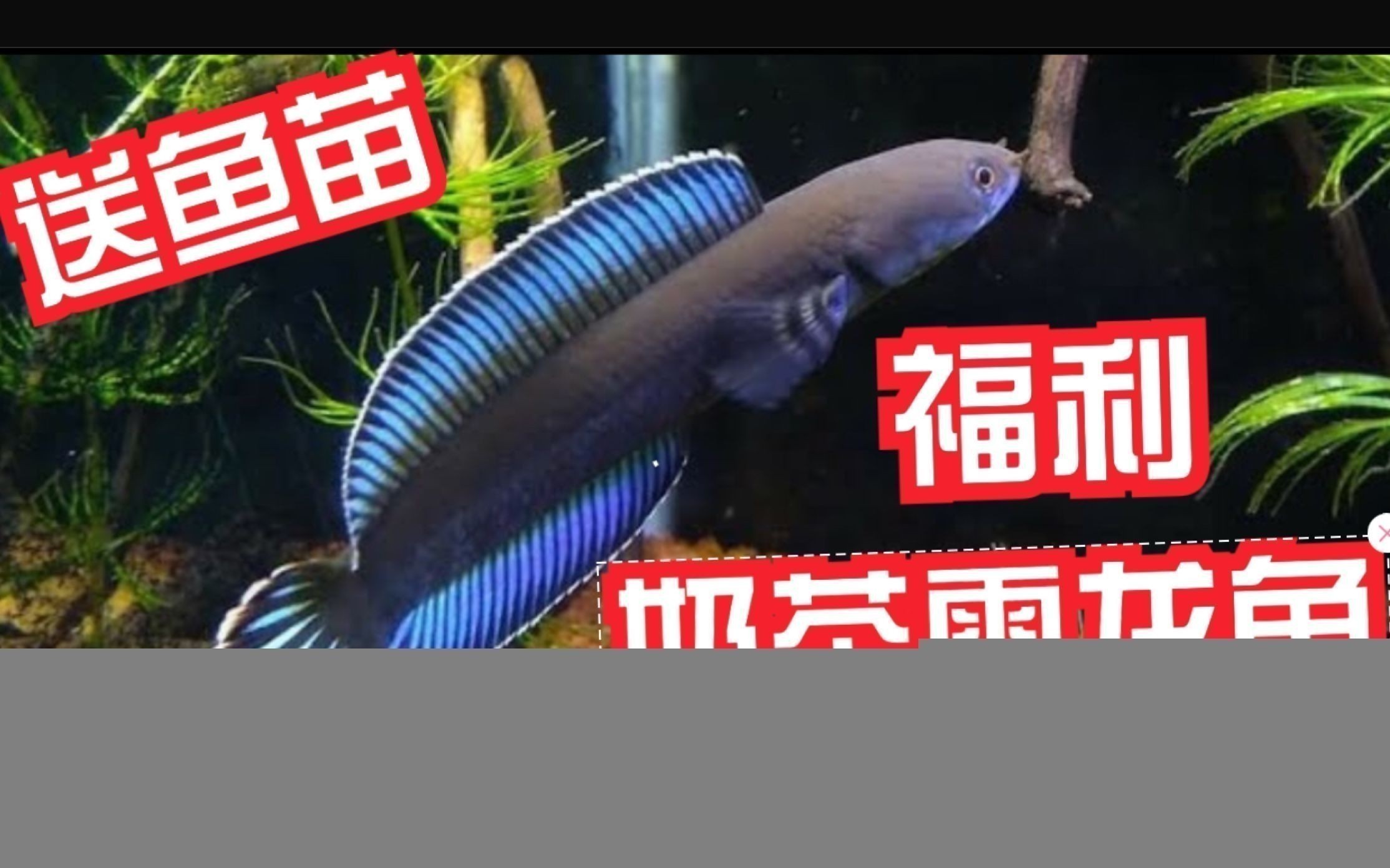 奶茶雷龍魚和什么魚混養最好：奶茶雷龍魚混養的最佳魚種
