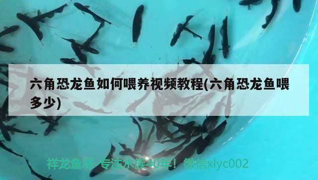 杰西卡恐龍魚幼魚適宜飼料：如何自制杰西卡恐龍魚幼魚飼料