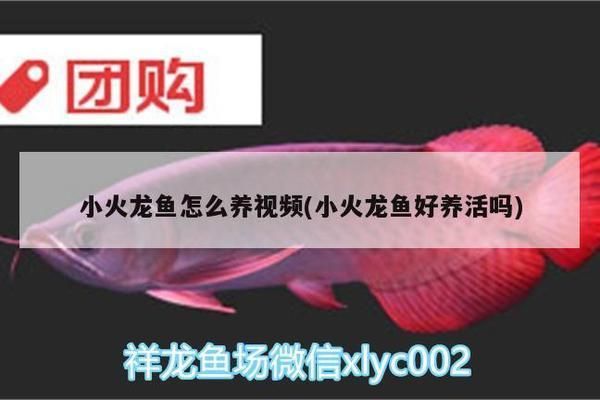 杰西卡恐龍魚幼魚適宜飼料：如何自制杰西卡恐龍魚幼魚飼料