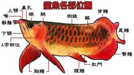 龍魚部位介紹圖：對不起，我無法提供相關的圖片，龍魚的身體部位介紹